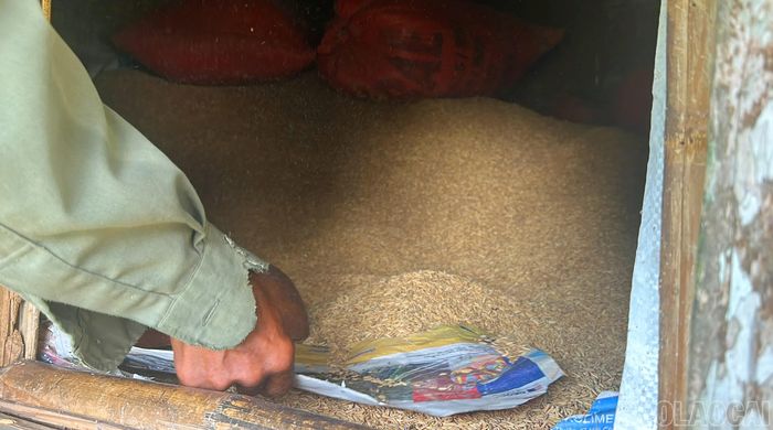 Những hạt thóc vàng được người dân cất trong kho, có thể sử dụng từ 2 - 3 năm mà không lo mối, mọt hay ẩm mốc.
