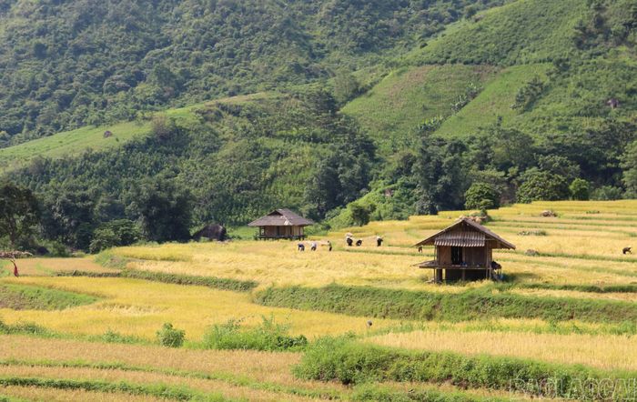 Giữa sắc vàng óng của những thửa ruộng mùa gặt, các chòi canh lúa nép mình bên sườn núi, tạo nên nét chấm phá bình dị trong bức tranh vùng cao mộc mạc và đầy sức sống.