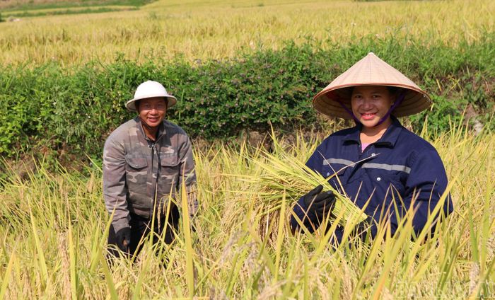 Vợ chồng chị Triệu Thị Pham có mặt trên ruộng từ sáng sớm. Không đổi công với các hộ khác, hai vợ chồng phân chia công việc, tranh thủ thời tiết thuận lợi để thu hoạch, hạn chế thiệt hại. Nhờ năng suất lúa những năm gần đây được nâng lên, gia đình chị chỉ giữ lại một phần sản lượng phục vụ nhu cầu sinh hoạt, số còn lại bán ra thị trường.