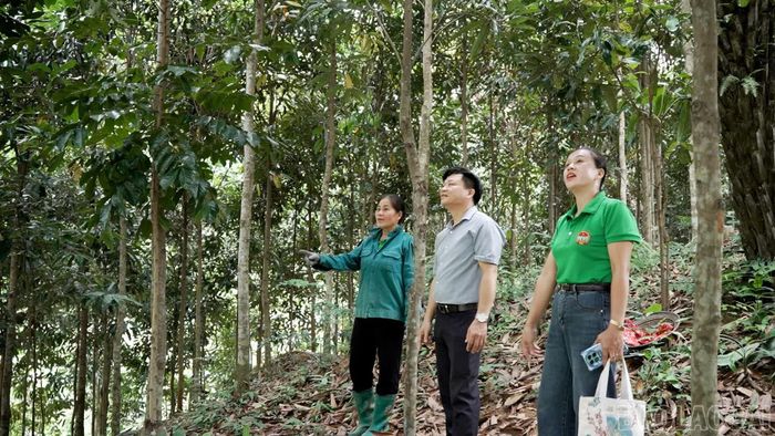 Hội viên nông dân xã Tân Lĩnh tham gia mô hình trồng và chăm sóc quế, từng bước liên kết sản xuất, tiếp cận nguồn vốn hỗ trợ để phát triển kinh tế.