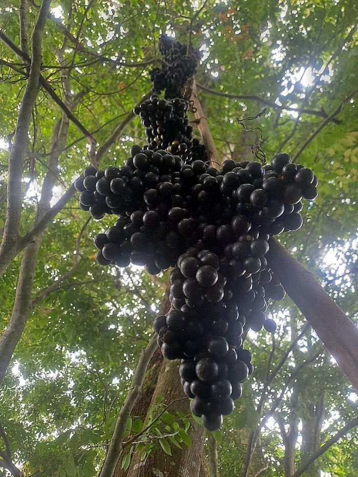 Nho rừng Tà Kóu. (Ảnh PN)