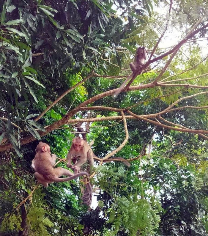 Đàn khỉ trên núi Tà Kóu vô cùng dạn dĩ. (Ảnh TTC)
