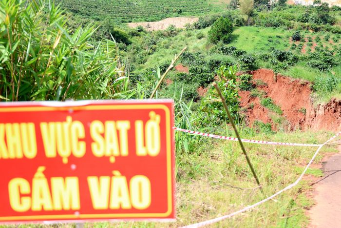 Nhiều cây cà phê bị kéo trượt xuống taluy