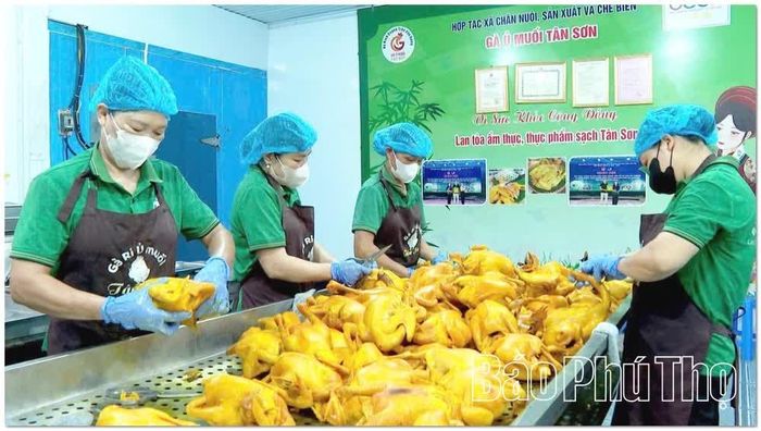 Hợp tác xã Chăn nuôi, sản xuất và chế biến gà ủ muối Tân Sơn chú trọng bảo đảm chất lượng, an toàn thực phẩm.