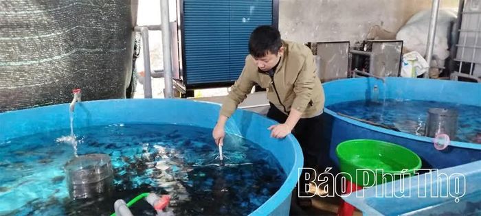 Mô hình nuôi cá tầm thương phẩm theo tiêu chuẩn VietGAP của HTX Suối Ngà Đồng Mây, xã Sơn Lương có thể nhân rộng ở nhiều địa phương trên địa bàn tỉnh.