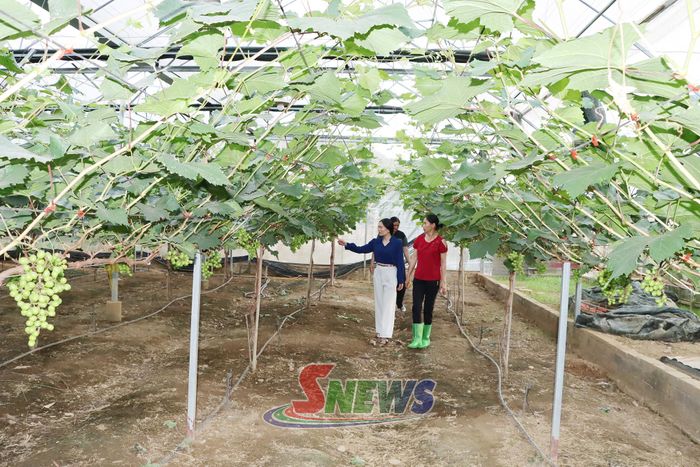 Mô hình trồng nho của HTX nông nghiệp Mường Tấc, xã Phù Yên.