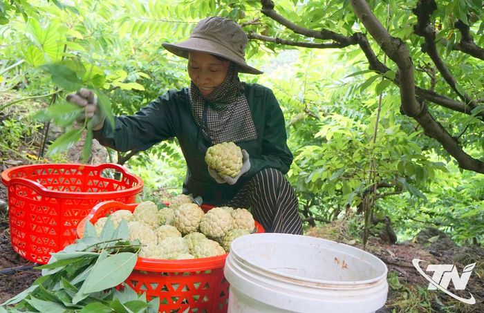 Với tổng diện tích khoảng 40ha, na trở thành cây ăn quả chủ lực, mang lại thu nhập cao cho người dân xóm Phượng Hoàng.