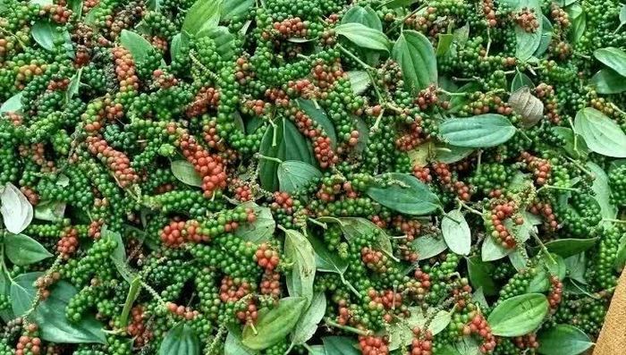 Giá tiêu trong nước duy trì ổn định. Ảnh minh họa