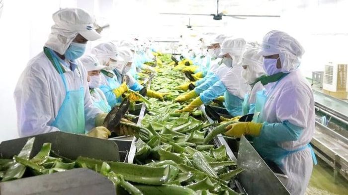 Thị trường châu Âu cho thấy khá rõ cơ hội cho hàng Việt, nhưng người mua cũng đang chọn hàng kỹ hơn.