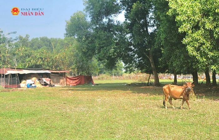 Đến năm 2030, địa phương có mật độ chăn nuôi thấp nhất là 0,1 đơn vị vật nuôi/ha đất nông nghiệp là xã Long Sơn và đặc khu Côn Đảo. Ảnh: Quang Phương