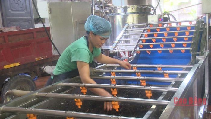 Sau khi cây thạch đen được phơi khô phải qua hệ thống rửa hiện đại giúp làm sạch nguyên liệu.