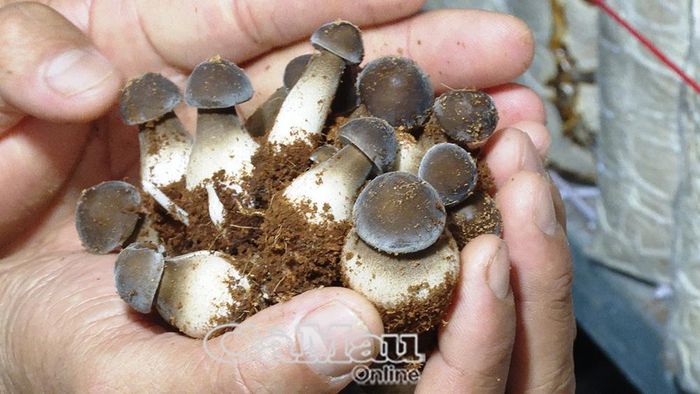 Nấm mối đen được trồng trong môi trường khép kín, với các điều kiện nhiệt độ và độ ẩm được kiểm soát.