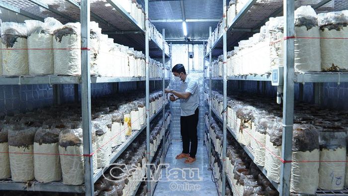 Ông Nguyễn Quốc Thái, Chủ tịch Hội Nông dân xã Vĩnh Lộc, kiểm tra sự sinh trưởng của nấm.