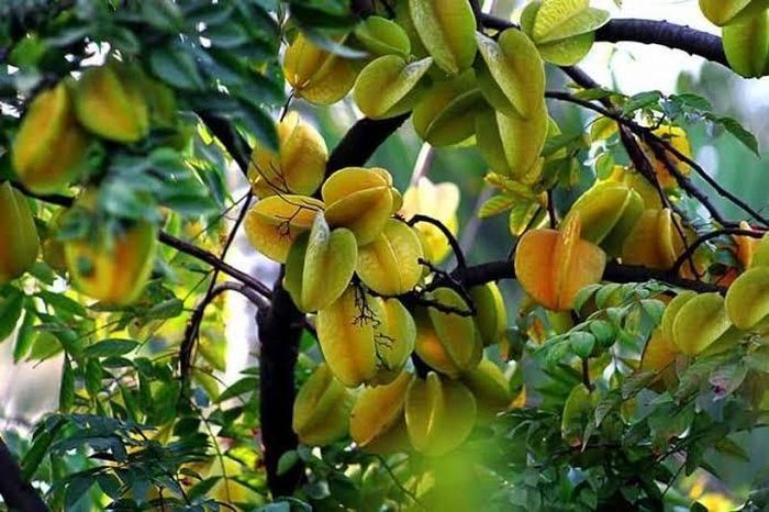 Bổ sung dinh dưỡng hợp lý. Ảnh minh họa.