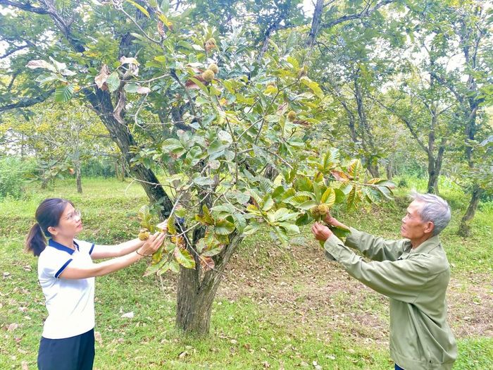  Vườn dẻ của gia đình ông Lương Văn Khang, xóm Bó Đa, xã Trùng Khánh mang lại doanh thu hơn 140 triệu đồng mỗi năm. Ảnh Quốc Sơn 