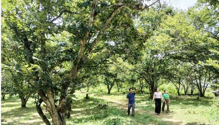  Xã Trùng Khánh hiện có hơn 43 ha cây dẻ cho thu hoạch, giá trị sản xuất bình quân đạt hơn 300 triệu đồng/ha/năm. 