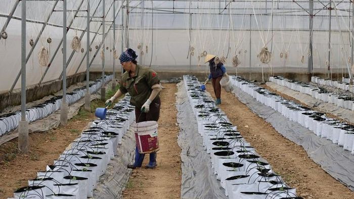 Việc chủ động mùa vụ, lựa chọn thời điểm và quy trình sản xuất là nền tàng giúp nông dân Thanh Hóa hình thành các vùng sản xuất hàng hóa quy mô lớn.