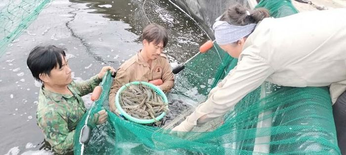 Người dân chủ động thu hoạch tôm để tránh bão tại xã Hoa Lộc, tỉnh Thanh Hóa.