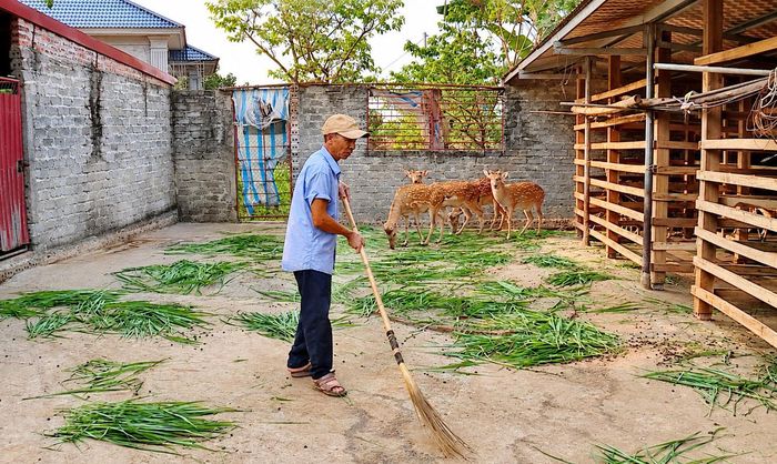 Nuôi hươu phù hợp với điều kiện tự nhiên và nguồn thức ăn tại chỗ, mang lại giá trị kinh tế cho người dân Phú Long. (Ảnh: Báo Ninh Bình).