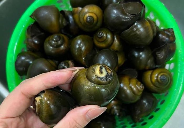 Ốc nhồi có nhiều giá trị dinh dưỡng cho sức khỏe. Ảnh: Nguyễn Thúy Quỳnh