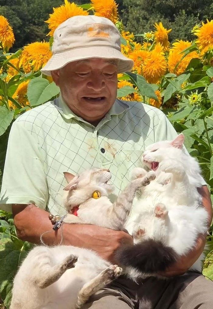 Những bức ảnh của Chouchou và Miko được nhiều người thích thú bởi vẻ mặt “khó ở” cùng những màn tranh giành không hồi kết. Hai con mèo liên tục tung “nắm đấm”, không bên nào chịu nhường bên nào, đến mức "người bố" phải ra tay can thiệp và tách Miko khỏi Chouchou.