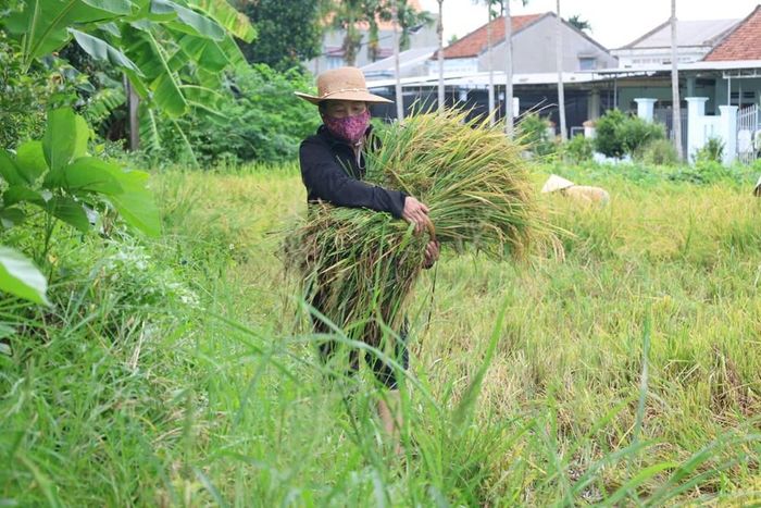 Lúa được cắt thủ công rồi đưa về