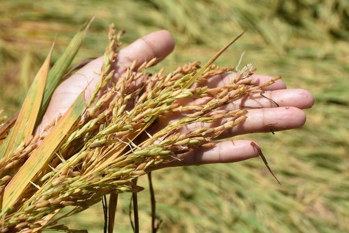 Một số bông lúa nằm sát mặt nước đã bắt đầu nảy mầm