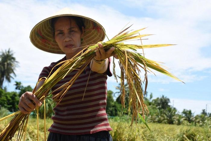 Lúa nảy mầm ngay trên ruộng khiến người dân đứng trước nguy cơ thiệt hại kép