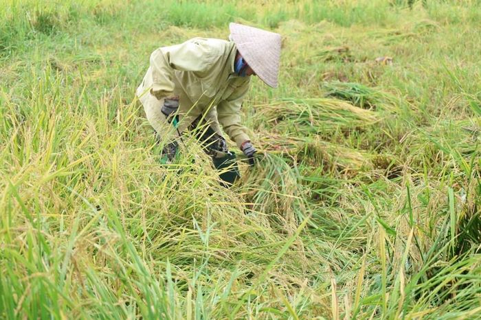 Không thể sử dụng máy gặt, nhiều hộ phải huy động nhân công cắt lúa bằng tay