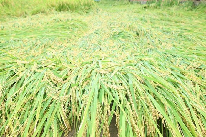 Những bông lúa trĩu hạt nằm rạp trên mặt ruộng