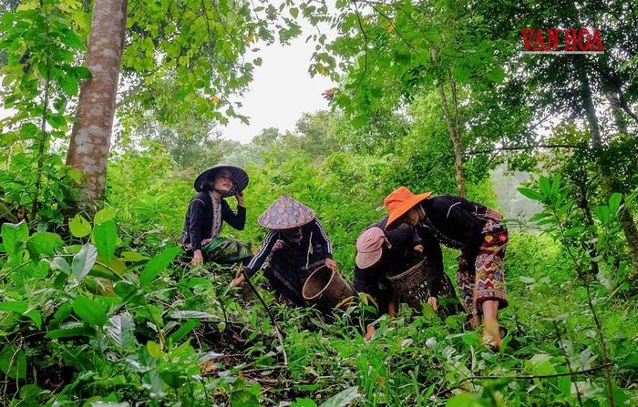 Đồng bào Vân Kiều ở xã Hướng Phùng khai thác hạt trẩu tự nhiên