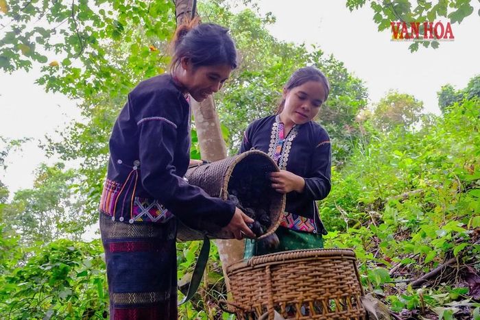 Khi đầu ra cho sản phẩm ổn định thì người dân tại xã Hướng Phùng sẽ giúp doanh nghiệp có nguồn nguyên liệu bền vững đồng thời giúp chính bản thân họ ổn định kinh tế gia đình và góp phần bảo vệ rừng