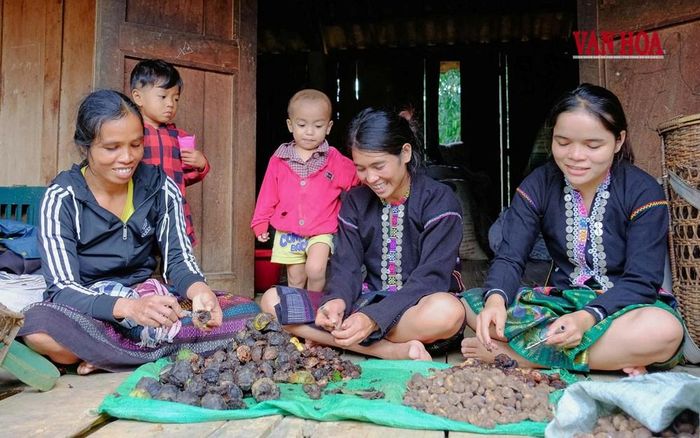 Niềm vui của người dân khi đầu ra của hạt trẩu có chiều hướng ổn định
