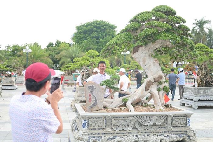 Những tác phẩm cây cảnh độc đáo thu hút sự quan tâm của đông đảo nghệ nhân và người yêu sinh vật cảnh
