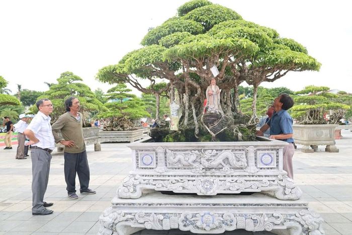 Cây “Cổ Mộc Trường Sinh” nổi bật với dáng thế tự nhiên, thân nhiều u cục, mang vẻ đẹp cổ kính