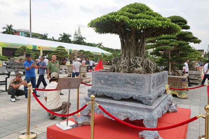 Cây “Thạch Nham Cổ Mộc” được giới chơi cây cảnh đánh giá có giá trị lên tới hàng tỉ đồng