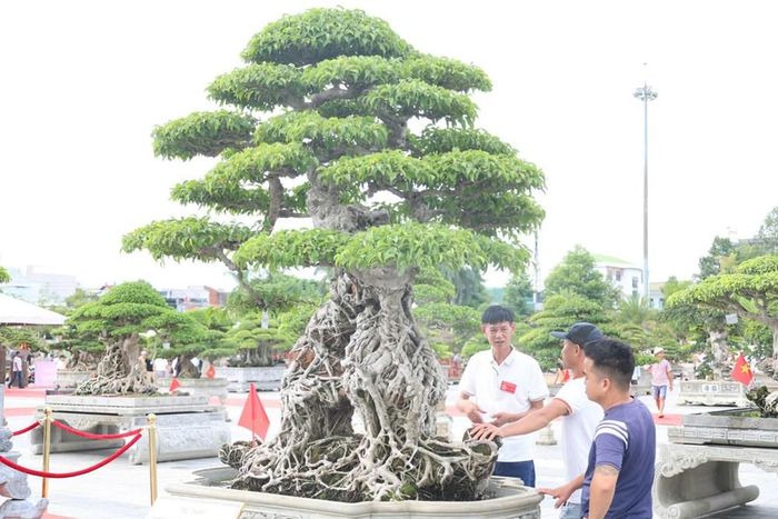Các tác phẩm được tuyển chọn theo tiêu chí “cổ - kỳ - mỹ - văn”, thu hút đông đảo người xem