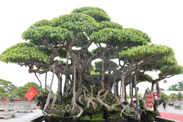 Tác phẩm “Cổ Mộc Trường Sinh” gây ấn tượng bởi dáng cây biến hóa qua thời gian