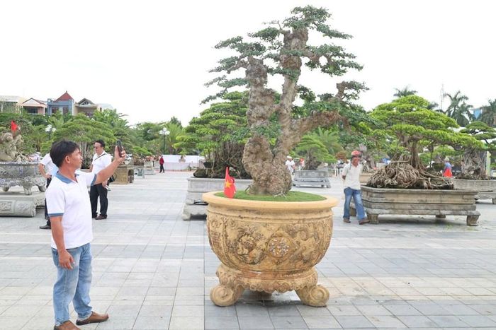 Hàng trăm cây cảnh nghệ thuật hội tụ tại Triển lãm - Hội chợ Sinh vật cảnh tỉnh Quảng Ngãi mở rộng năm 2026