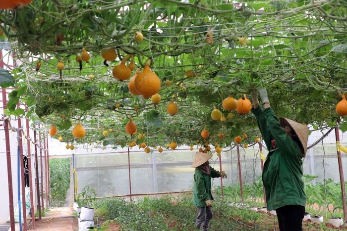 Một mô hình trồng rau củ trong nhà kính tại phường Lâm Viên - Đà Lạt. Ảnh: Chu Quốc Hùng - TTXVN