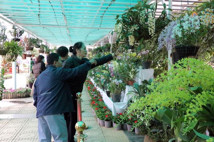 Du khánh tới trung tâm Đà Lạt luôn phấn khích bởi các loài hoa đặc trưng của vùng xứ lạnh. Ảnh: Chu Quốc Hùng- TTXVN