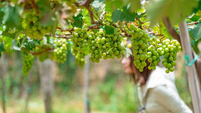 Loại trái cây cao cấp này từng chỉ có ở nước ngoài, nay đã đơm hoa kết trái rực rỡ ngay trên chính chất đất khô cằn của quê hương.