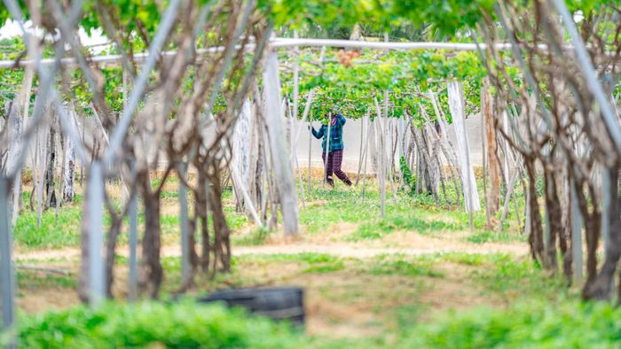 Một vài năm trở lại đây, bên cạnh giống nho truyền thống, người dân Nam Khánh Hòa đã thử nghiệm và trồng thành công nhiều loại nho mới, những giống có giá trị kinh tế cao.