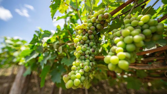 Vượt ra khỏi ranh giới nông nghiệp, nho giờ đây còn là "đại sứ du lịch".