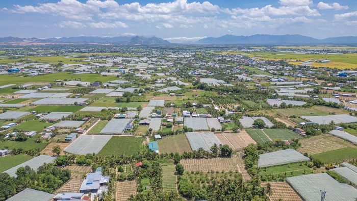 Vùng trồng nho phía tây thành phố Phan Rang-Tháp Chàm (cũ) là một trong những vùng trồng nho lâu đời nhất của tỉnh Khánh Hòa.