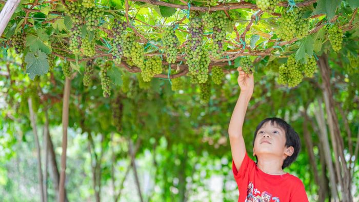 Loại nho làm rượu vang đặc trưng đã được trồng rộng rãi.