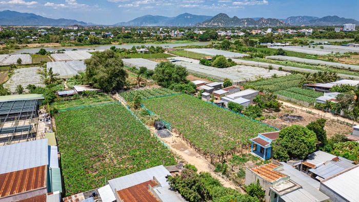 Vùng trồng nho này nằm bên con sông Cái Phan Rang. Theo người dân địa phương, con sông này bao đời chưa từng cạn nước, cung cấp nguồn sống cho những giàn nho... như ý chí và nghị lực của những người nông dân vùng này, mạnh mẽ và kiên cường, vượt lên những khó khăn của thời tiết và thổ nhưỡng.