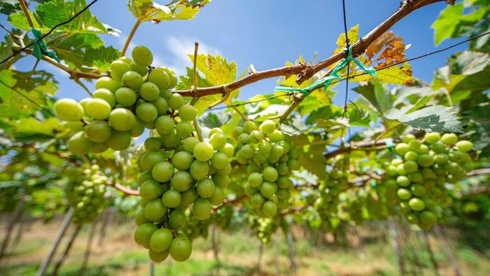Những chùm nho mẫu đơn tại vùng trồng nho phía Tây Phan Rang (cũ) trong nắng sớm.