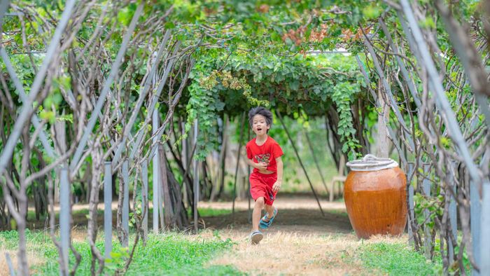 Vào cao điểm du lịch mùa nho chín, mỗi vườn có thể đón từ vài chục tới vài trăm khách đến thăm.