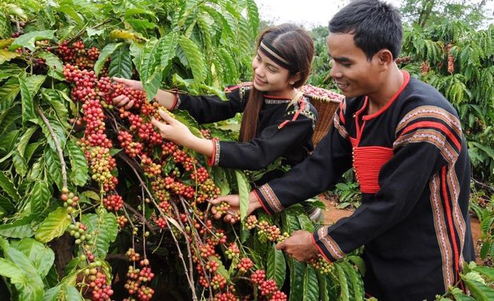 Giá cà phê hôm nay (7-9) giảm tuần thứ hai liên tiếp. Ảnh: congthuong.vn